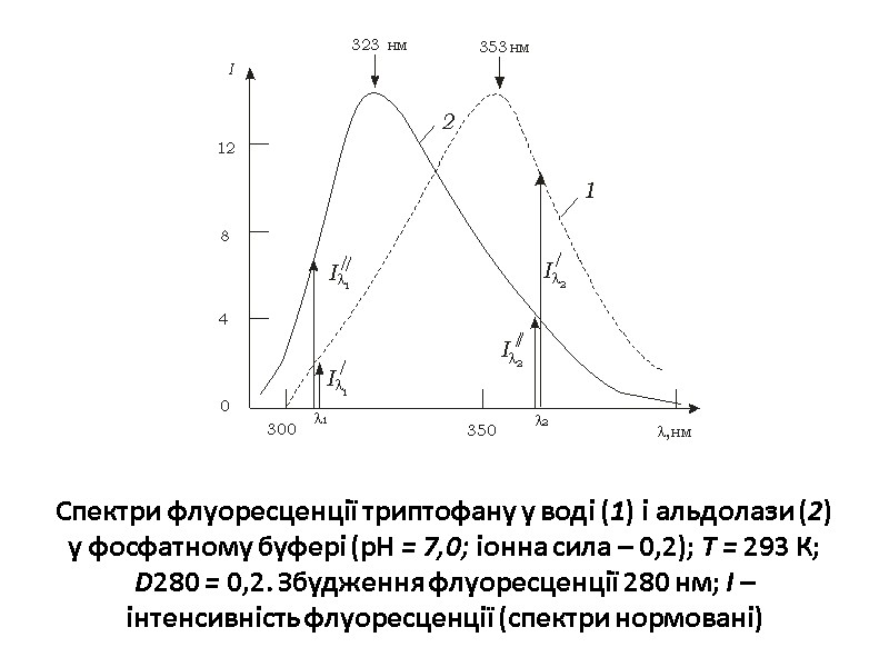 Спектри флуоресценції триптофану у воді (1) і альдолази (2) у фосфатному буфері (рН =